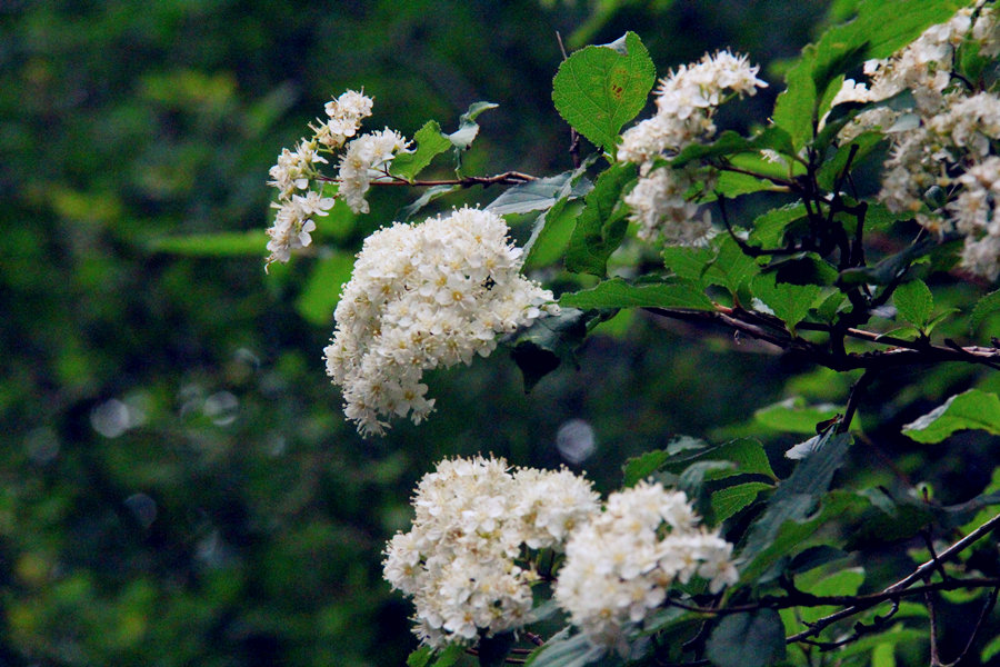 Top attractions in Nanyang