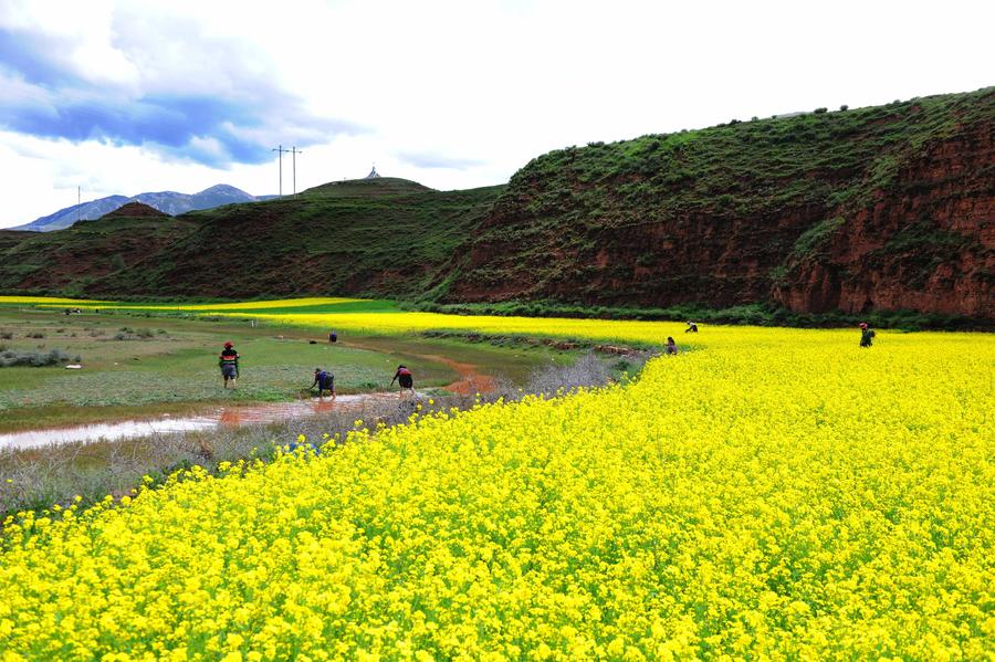 Cole flowers bloom in Bolo, China's Tibet