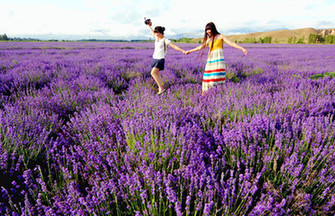 China's lavender town: Xinjiang Ili River Valley
