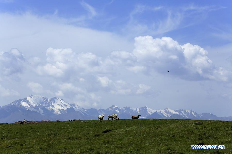 Summer scenery of grassland in Qilian Mountains attracts tourists