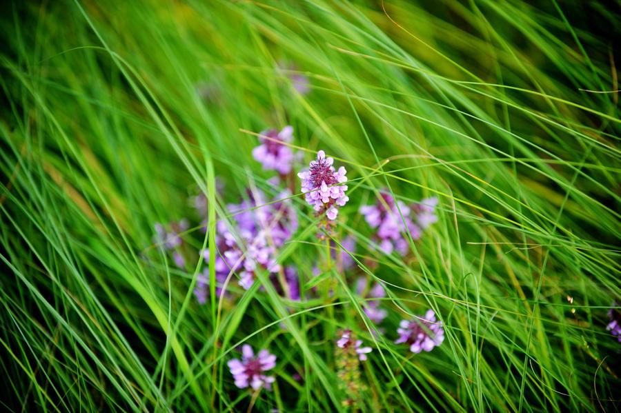 Charming wetland around Khanka Lake