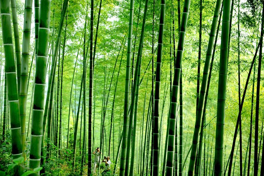 Scenery of Huoshan bamboo forests in Anhui