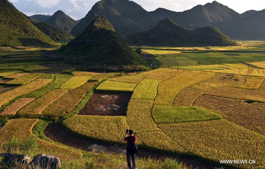 Scenery of rice fields in SW China's Yunnan