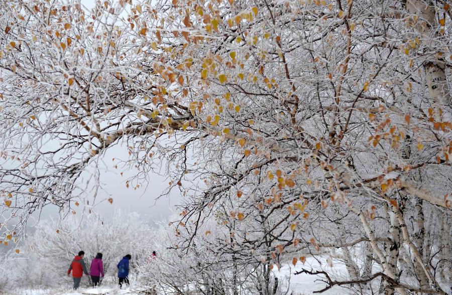 Autumn rime seen in Inner Mongolia