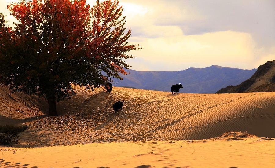 Scenery of tidal wetland in Tibet