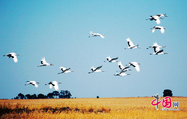 Zhalong Nature Reserve in Heilongjiang