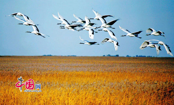 Zhalong Nature Reserve in Heilongjiang