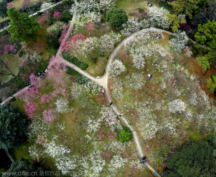 Aerial views of plum blossoms as beautiful as oil paintings