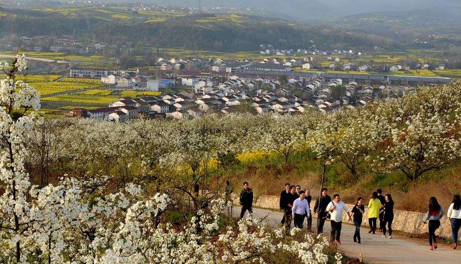 Pear flowers in full bloom in NW China's Shaanxi