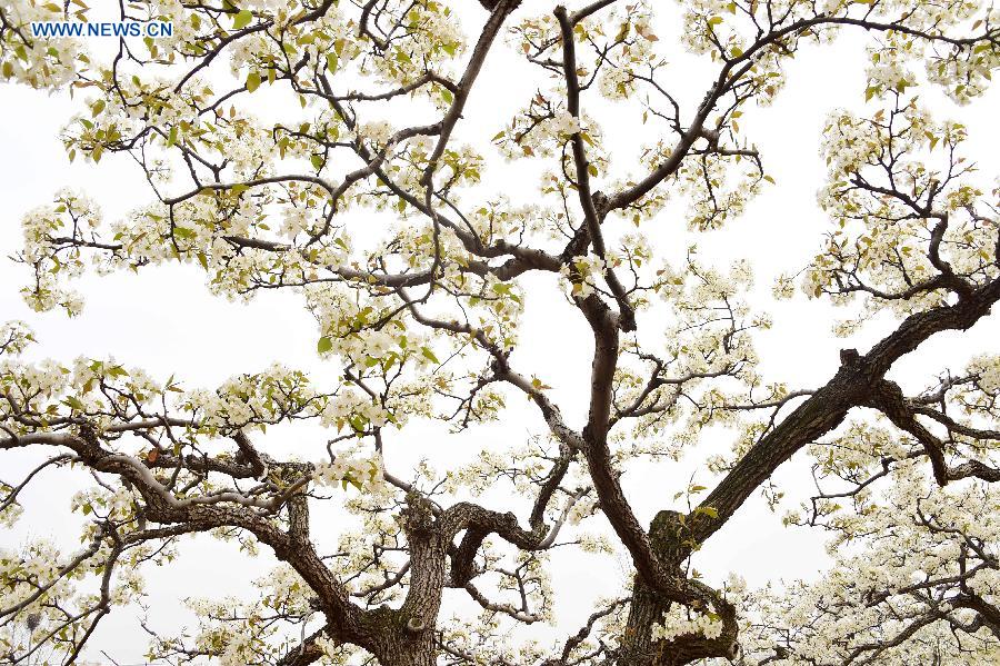 Pear blossoms at forest park in Shandong