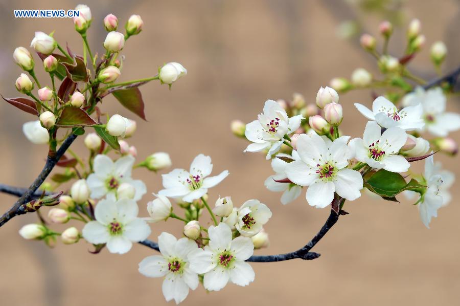 Pear blossoms at forest park in Shandong