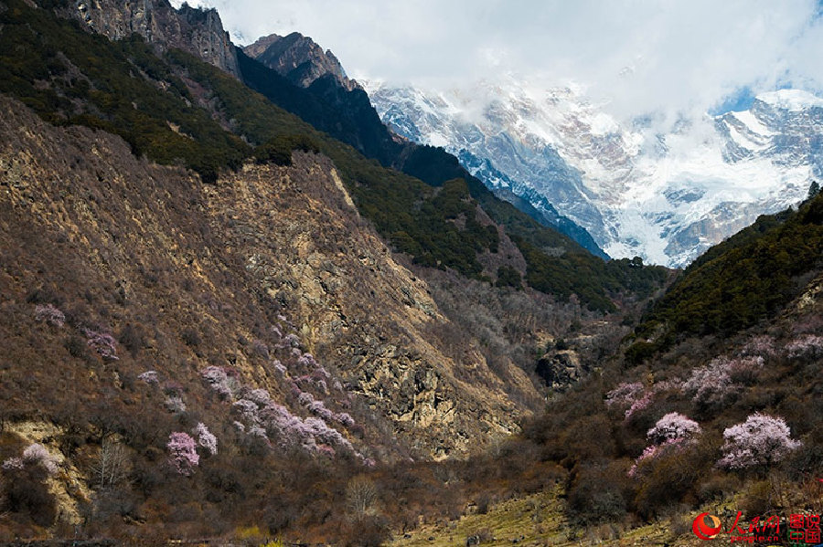 The fantastic spring in Tibet