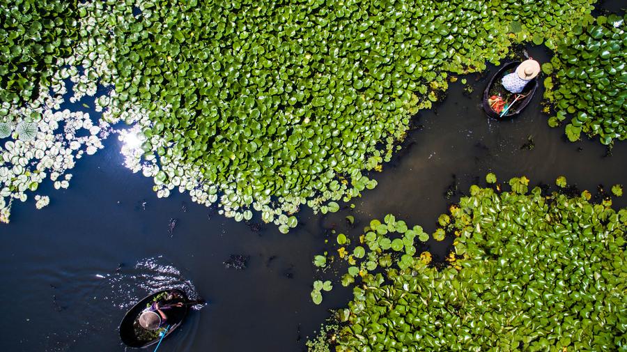 Early autumn harvest in the lotus pond