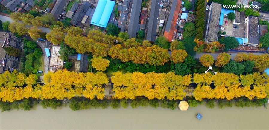 Aerial view of ginkgo trees in E China's Yangzhou