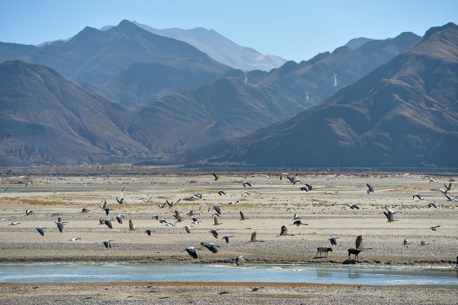 Black-necked cranes seen along Yarlung Zangbo River