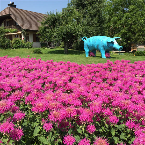 Geneva offers Swiss bliss