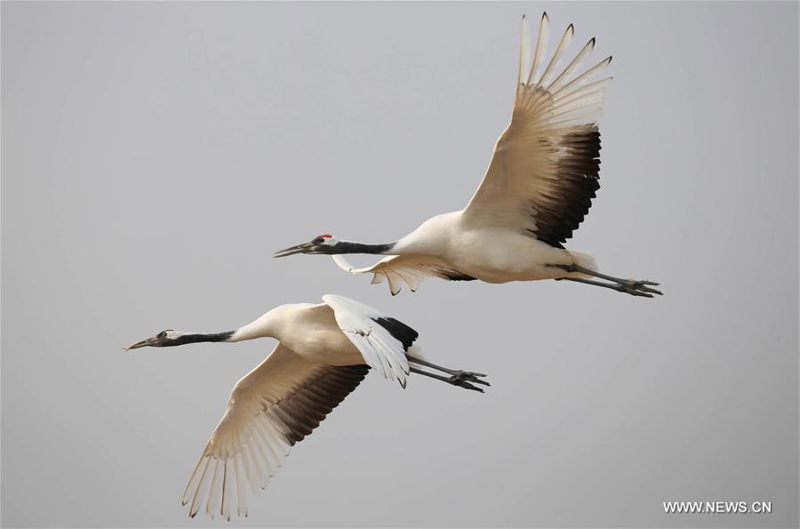 Red-crowned cranes seen at Yancheng nature reserve