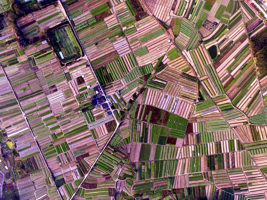 Aerial view of vegetable fields in Nanning