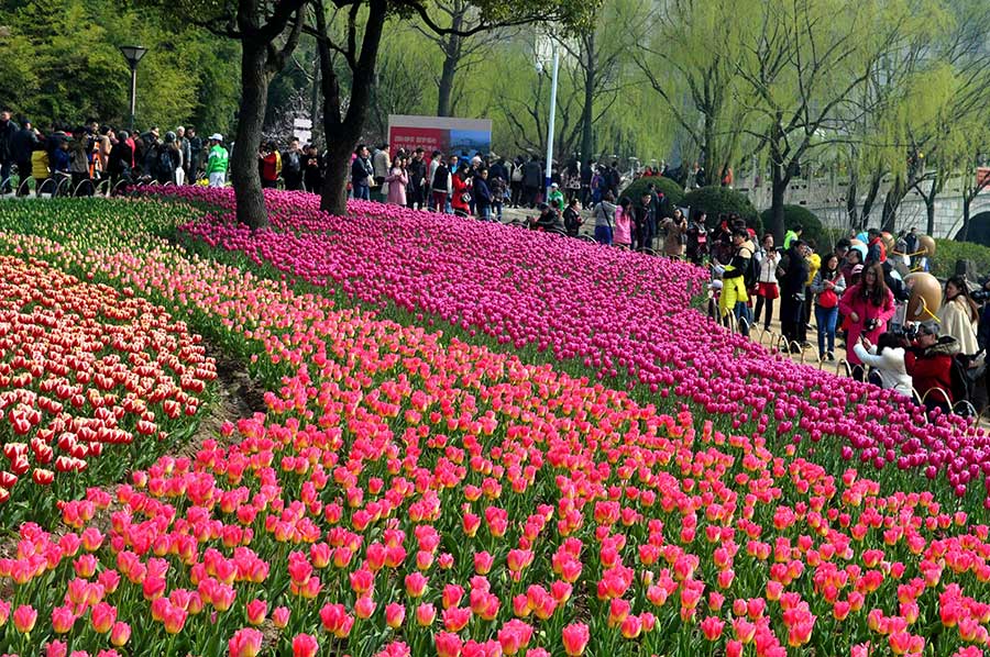 Shanghai tulip expo kicks off
