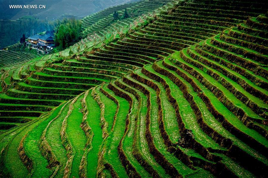 China perfects art of building terraced fields