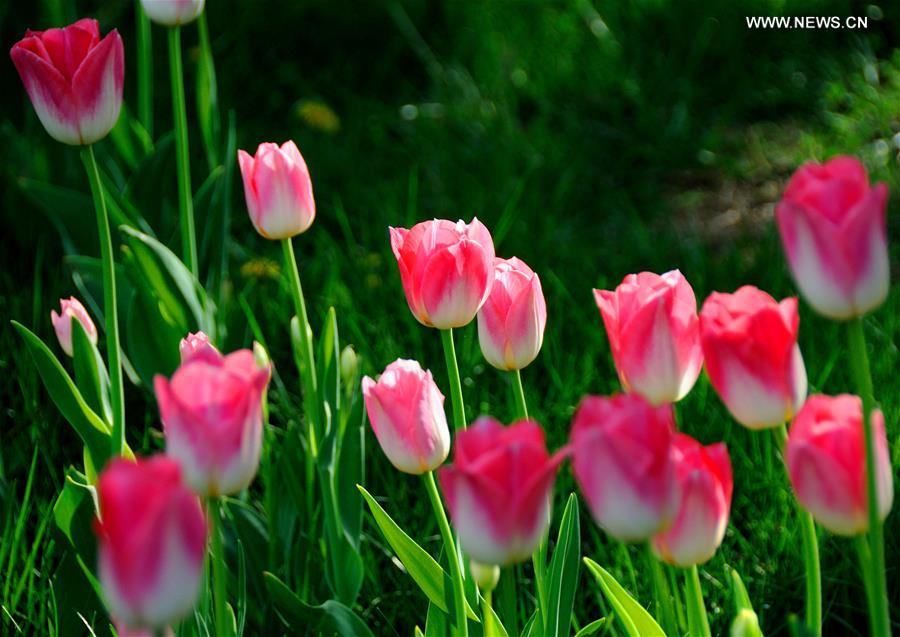 Over 300,000 tulips of 109 brands displayed in Beijing