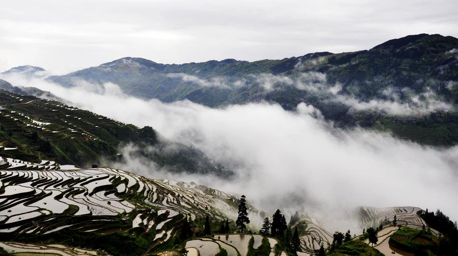 Terraces shrouded by morning fog in Southwest China