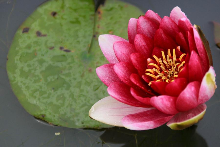 Lotus flowers bloom on Baiyang Lake, Hebei province