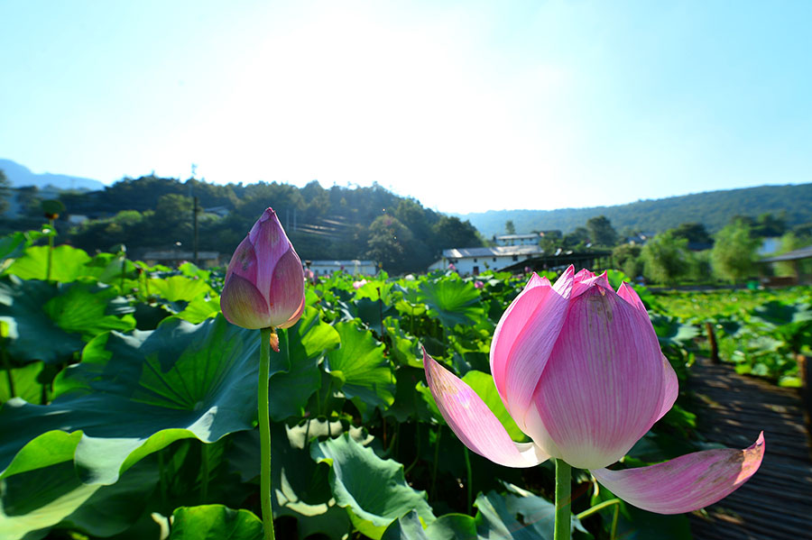 Ecological tourism brings prosperity to Yuanan, Hubei province