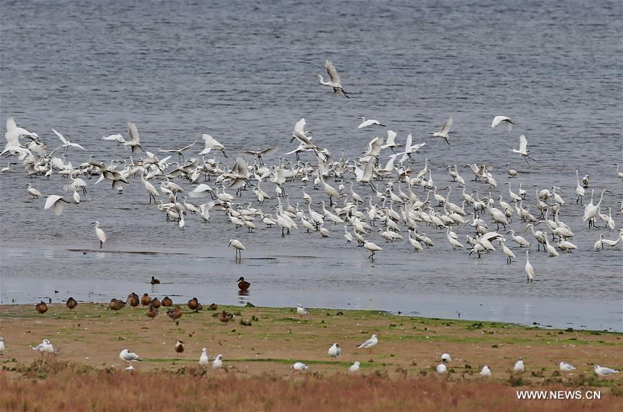 Flocks of egret fledglings seen at wetland in Qinhuangdao