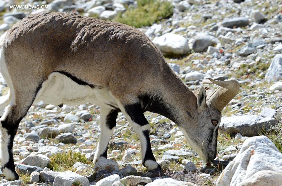Scenery at the foot of Mount Qomolangma