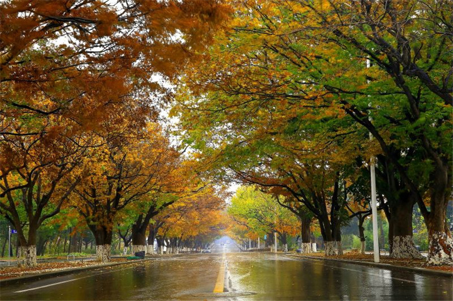 Fabulous autumn foliage in Dalian