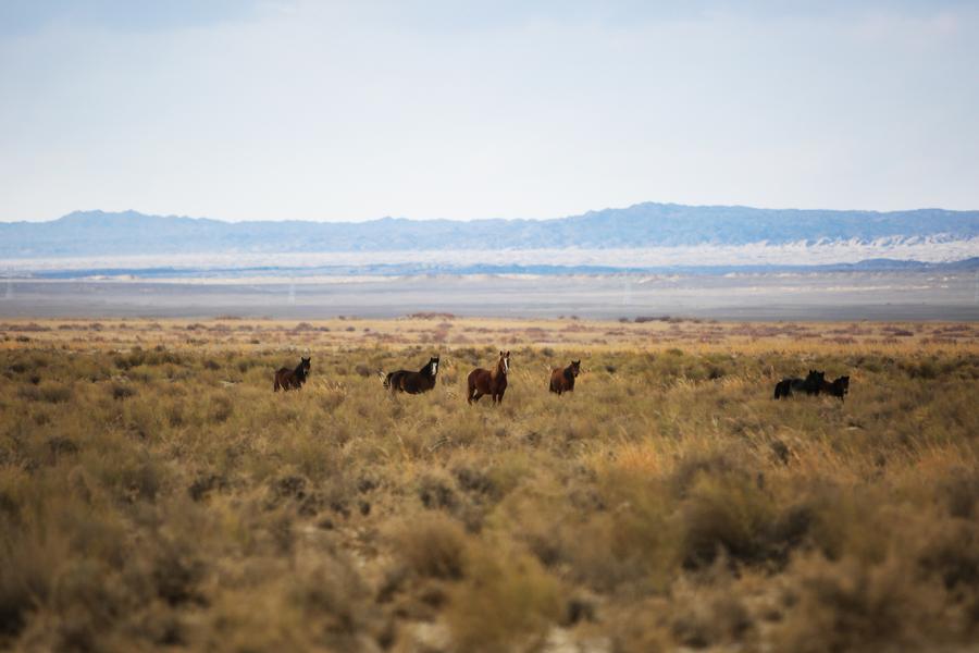 Scenery of Shule River in Gansu