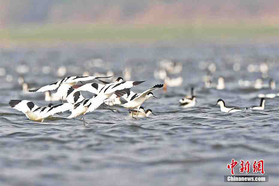 Migratory birds gather in Hunan