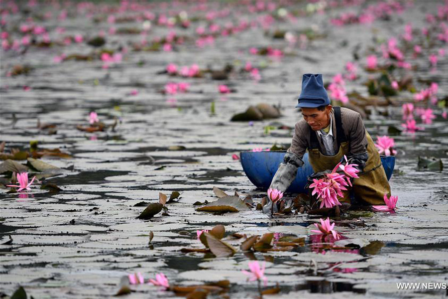 Lotus flowers in bloom in south China