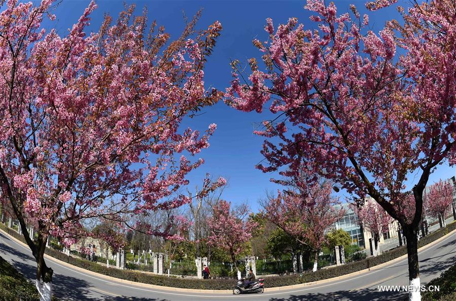 Scenery of winter cherry blossoms in China's Kunming