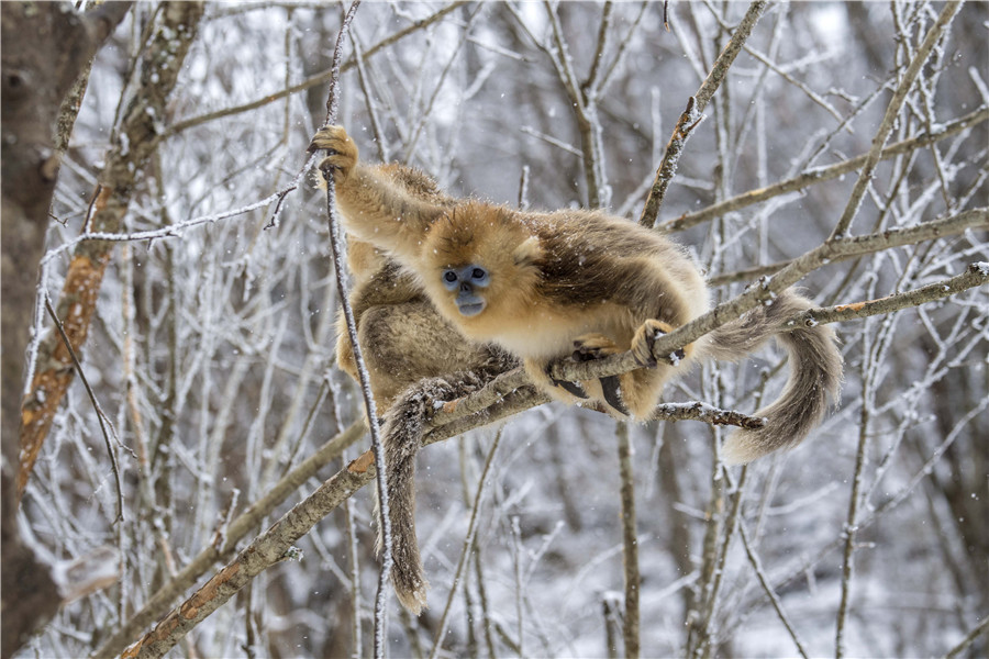 Golden monkeys play in woods in C China's Hubei
