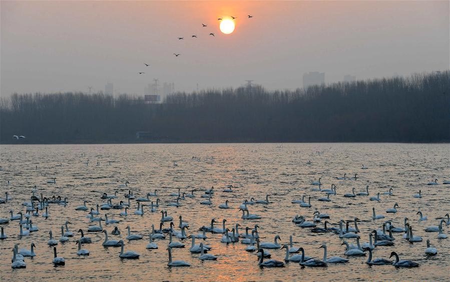 Migratory swans from Siberia spend winter in China's Henan