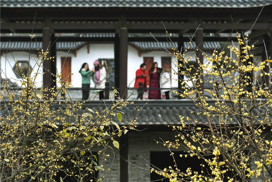 Scenery of wintersweets in full blossom in E China