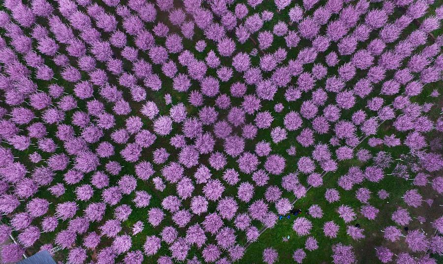 Spring scenery at the foot of Tiandang Mountain