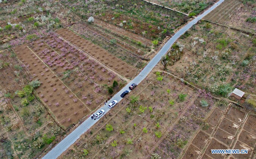 In pics: blooming flowers in Huailai county, N China's Hebei
