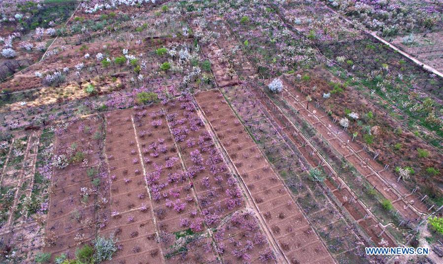 In pics: blooming flowers in Huailai county, N China's Hebei