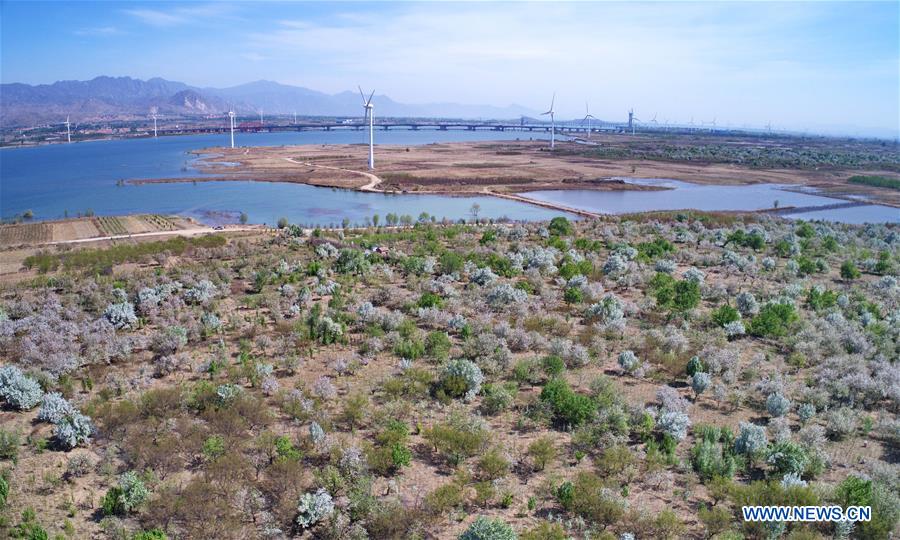 In pics: blooming flowers in Huailai county, N China's Hebei