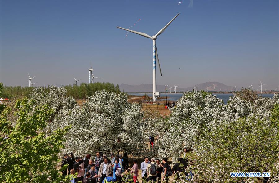 In pics: blooming flowers in Huailai county, N China's Hebei