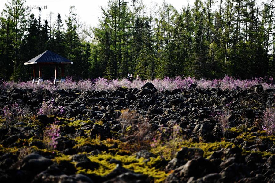 Tourists view azalea at volcanic geological park in NE China