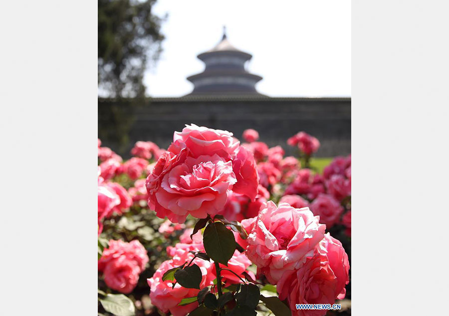 Chinese roses in full blossom in Beijing