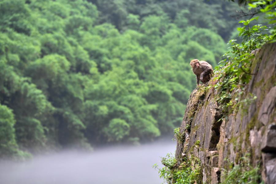 Macaques spotted having fun in Chongqing