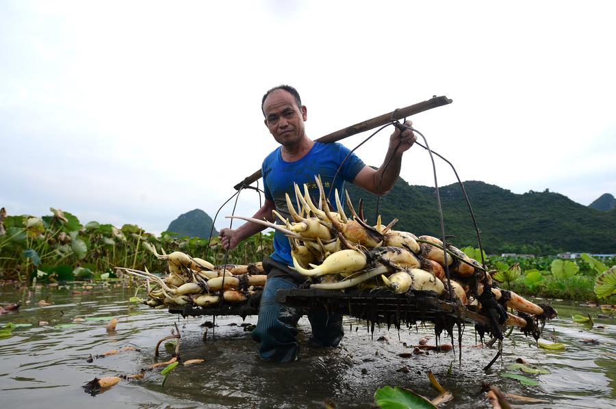 Farmers harvest lotus roots in Liuzhou, Guangxi