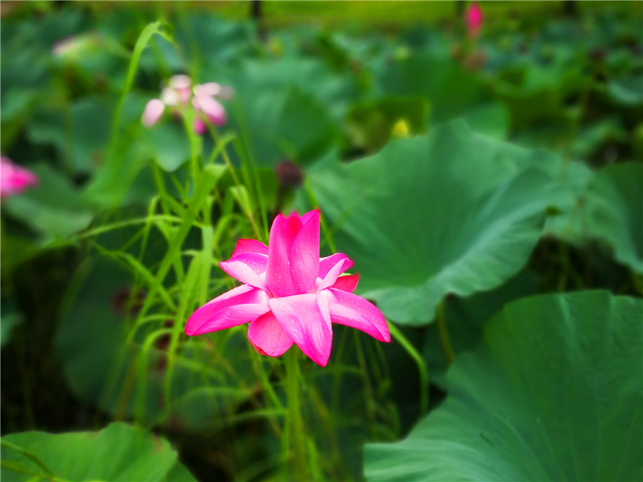 Hubei's Honghu encourages eco-agricultural tourism