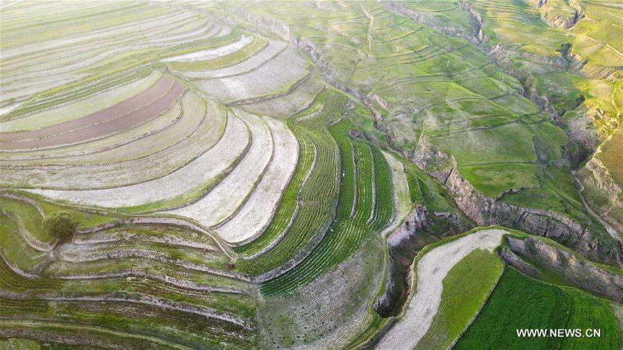 Scenery of terraces in NW China's Ningxia