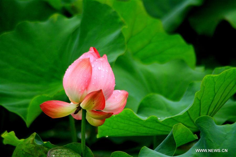 Lotus flower seen in NW China's Gansu